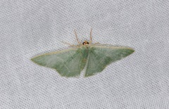 Pelagodes antiquadraria