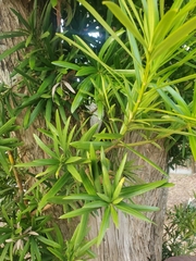 Podocarpus macrophyllus