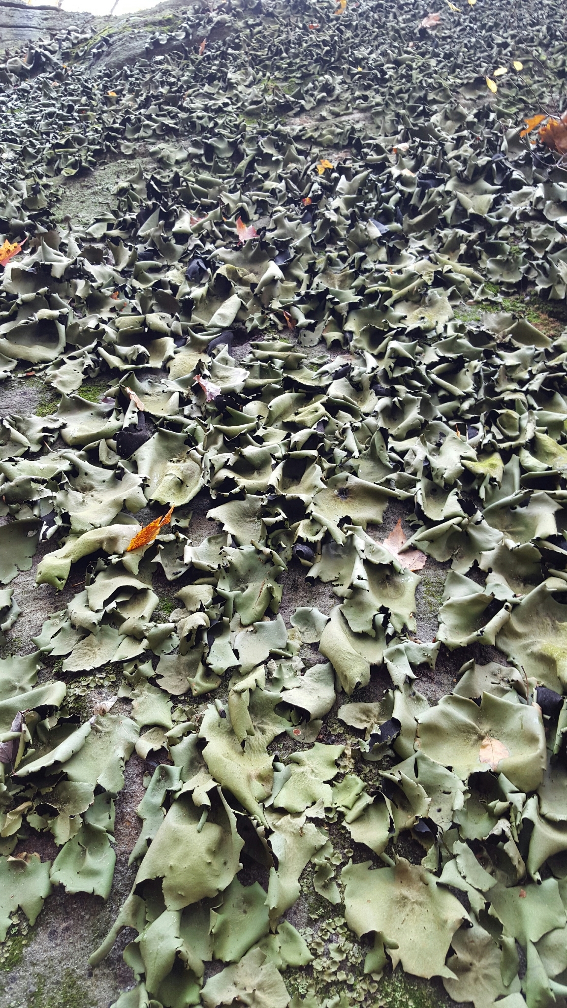 Umbilicaria image