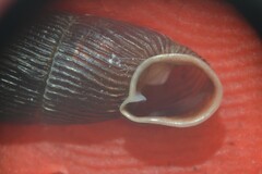 Macrogastra ventricosa