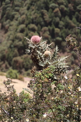 Echinops longisetus