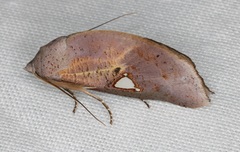 Pterogonia cardinalis