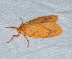 Barsine striata