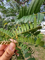 Gleditsia triacanthos inermis