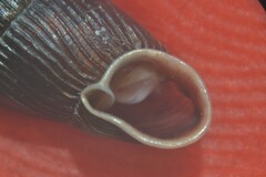 Macrogastra ventricosa
