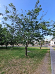 Gleditsia triacanthos inermis