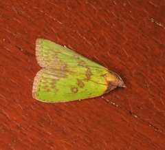 Doloessa viridis