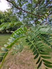 Gleditsia triacanthos inermis