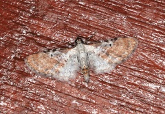 Eupithecia mundiscripta