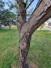 Gleditsia triacanthos inermis