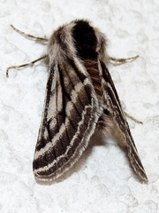 Lycia zonaria