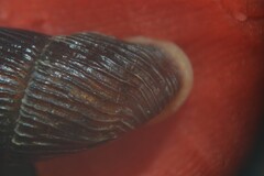 Macrogastra ventricosa