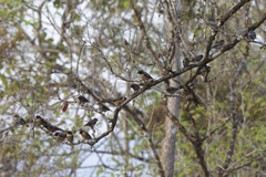 Saroglossa spilopterus