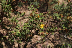 Hypericum revolutum