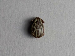 Dermacentor reticulatus