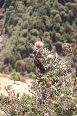 Echinops longisetus
