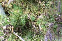 Angiospermae