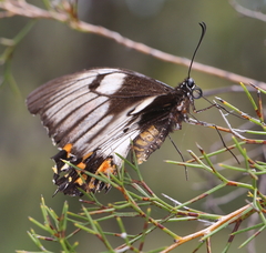Papilio aegeus aegeus