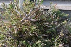 Angiospermae