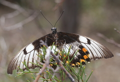 Papilio aegeus aegeus
