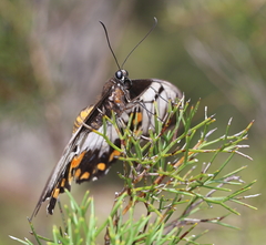 Papilio aegeus aegeus