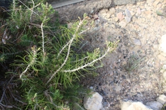 Angiospermae