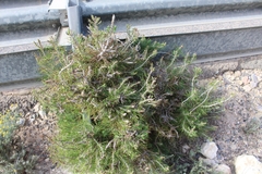 Angiospermae