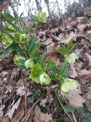 Helleborus viridis