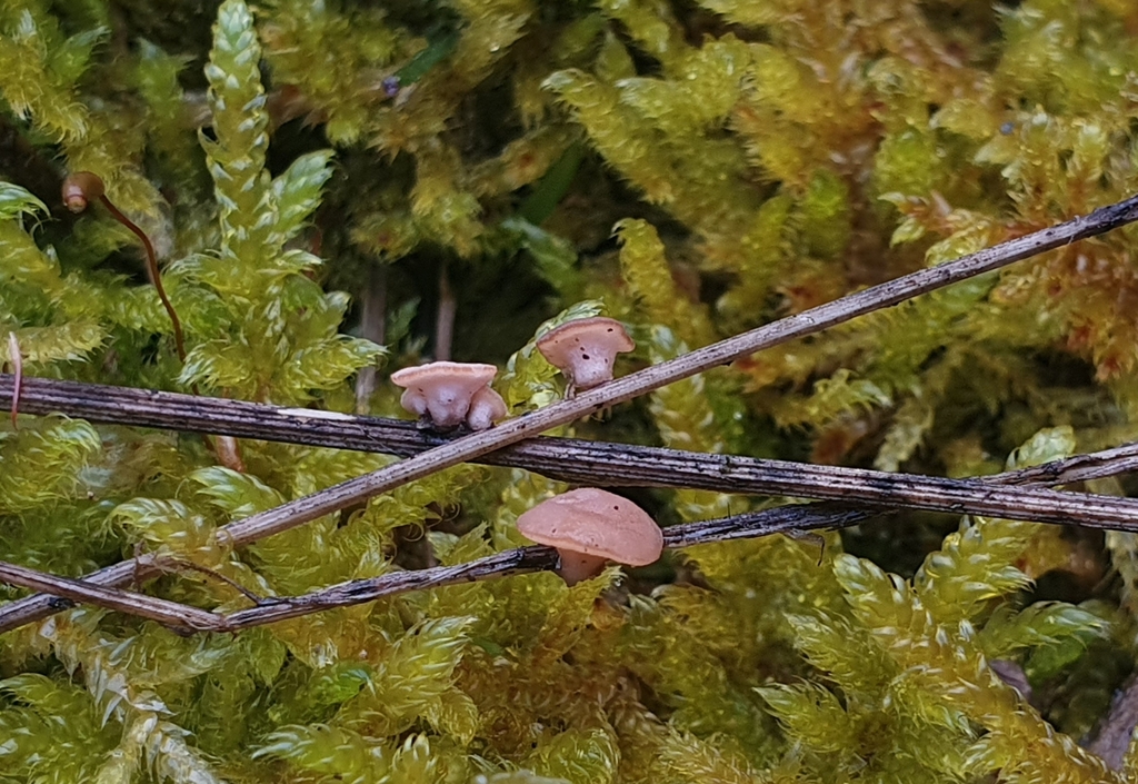 Clarireedia