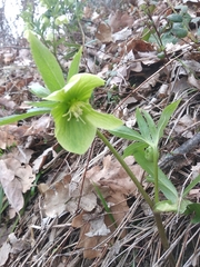 Helleborus viridis