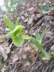 Helleborus viridis