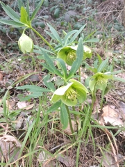 Helleborus viridis