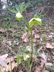 Helleborus viridis