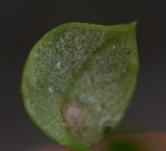 Peronospora alsinearum