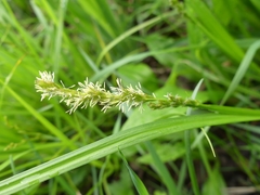 Carex stipata