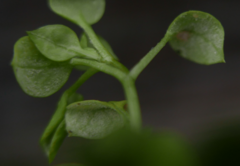 Peronospora alsinearum