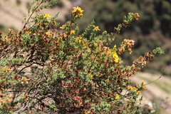 Hypericum revolutum