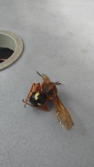 Sphecius speciosus