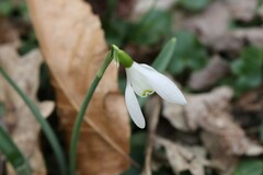 Galanthus nivalis