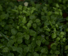 Peronospora alsinearum