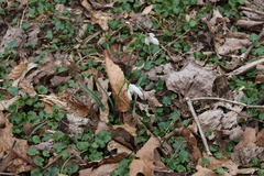 Galanthus nivalis
