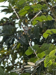 Argiope aetherea