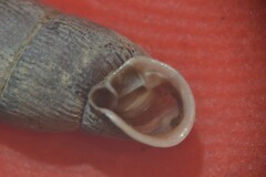 Macrogastra attenuata