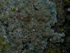 Protoparmeliopsis muralis