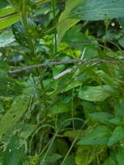 Macremphytus tarsatus