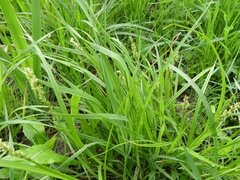 Carex stipata