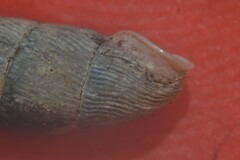 Macrogastra attenuata
