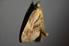 Lophomilia polybapta