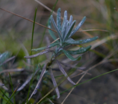 Lavandula angustifolia