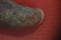 Macrogastra attenuata